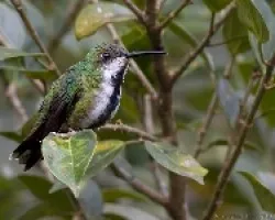 Anthracothorax prevostii