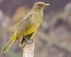 Clay-colored Thrush