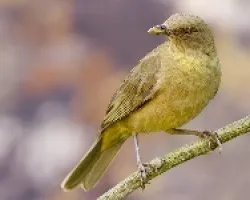 Clay-colored Thrush