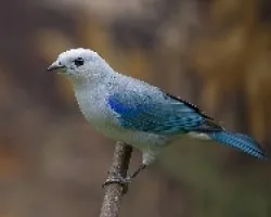 Blue-gray Tanager