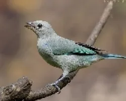 Blue-gray Tanager