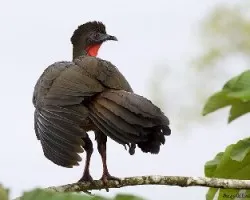 Pava
