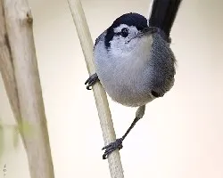 pajarillo