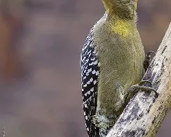 Melanerpes hoffmanni