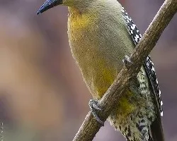 Melanerpes hoffmanni