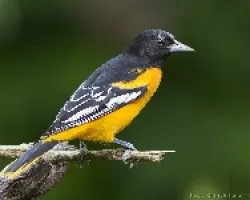Baltimore Oriole macho