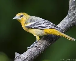 Baltimore Oriole hembra