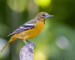 Baltimore Oriole macho juvenil