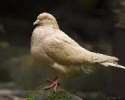 Paloma