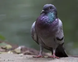 Columba livia