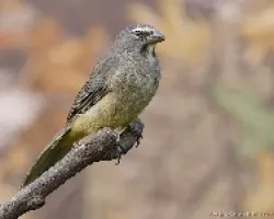 Grayish Saltator adulto