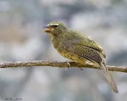 Grayish Saltator juvenil