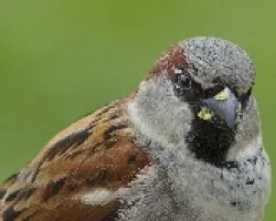 House Sparrow male