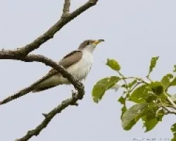 Yellow-billed Cuckoo