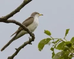 Yellow-billed Cuckoo