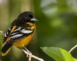 Baltimore Oriole macho