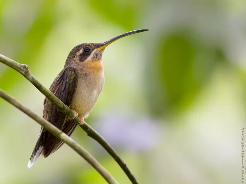 Bahía Ballena, Uvita, Osa, Puntarenas, Costa Rica