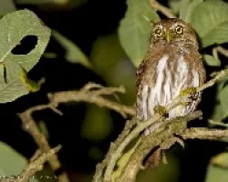 Glaucidium brasilianum