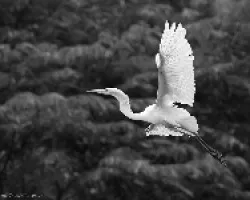 Great Egret