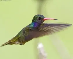 Blue-throated Goldentail (macho)