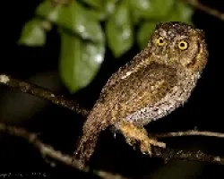 Tropical Screech-Owl