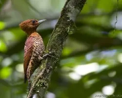 Cinnamon Woodpecker female