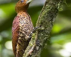 Cinnamon Woodpecker female