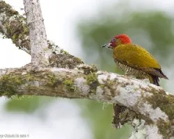 Rufous-winged Woodpecker male
