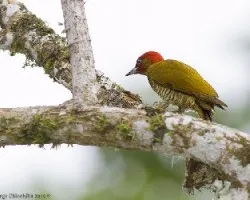 Rufous-winged Woodpecker male