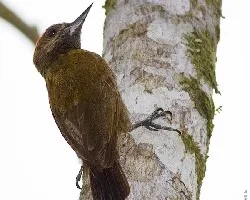 Veniliornis fumigatus (macho)