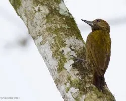Smoky-brown Woodpecker male