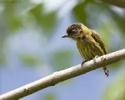 Olivaceous Piculet male