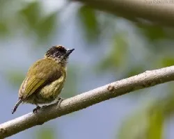 Olivaceous Piculet male