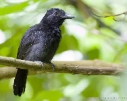 Black-hooded Antshrike