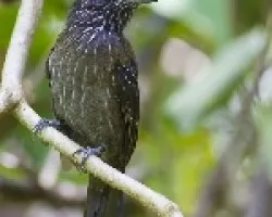 Black-hooded Antshrike hembra