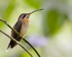 Stripe-throated Hermit