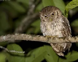 Tropical Screech-Owl