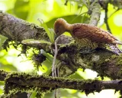 Cinnamon Woodpecker female