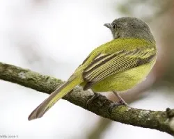 Tolmomyias sulphurescens