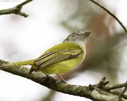 Tolmomyias sulphurescens