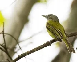 Tolmomyias sulphurescens