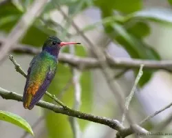 Blue-throated Goldentail (macho)