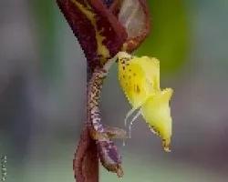Gongara sp.