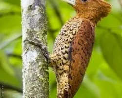 Cinnamon Woodpecker female