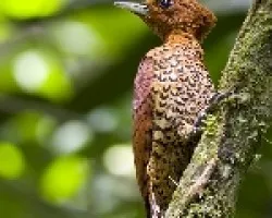 Cinnamon Woodpecker female
