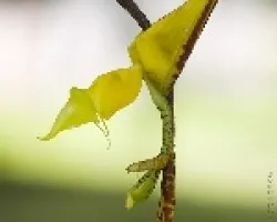 Gongara sp.