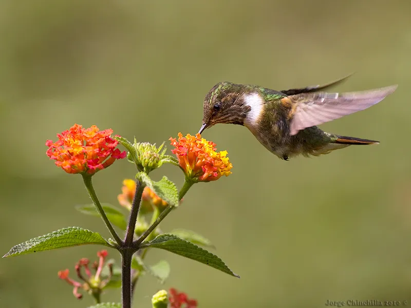 Poás, Alajuela, Costa Rica