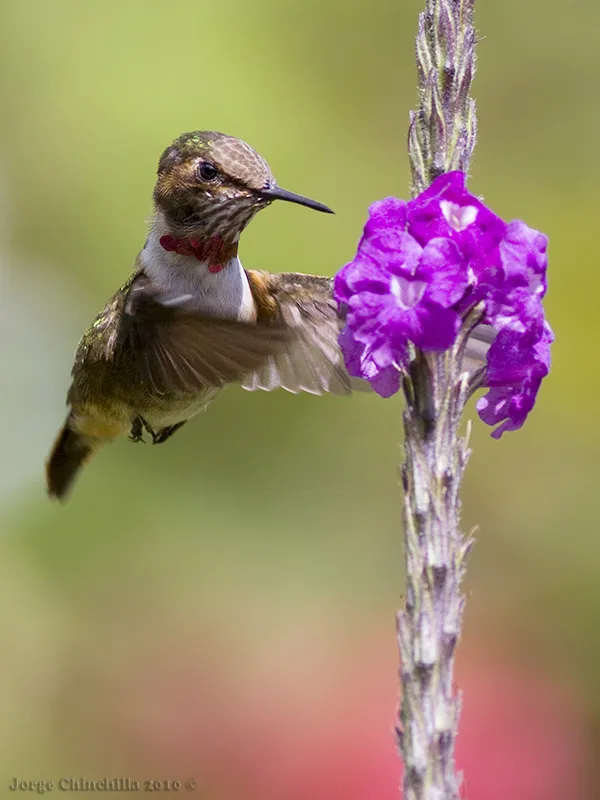 Poas, Alajuela, Costa Rica, Central America