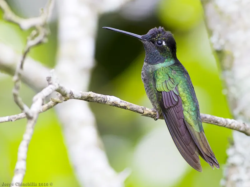 Poás, Alajuela, Costa Rica