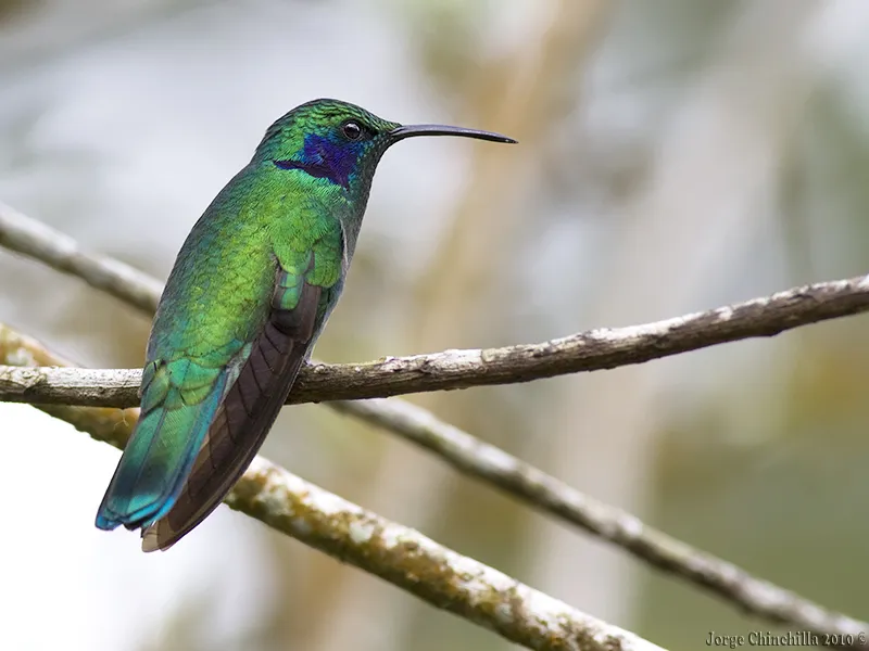 Poás, Alajuela, Costa Rica